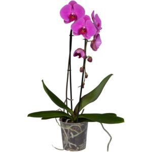 Bloemen Orchidee cascade