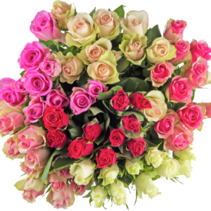 Rozen