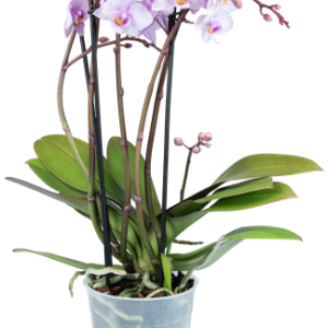 Bloemen Orchidee multiflora