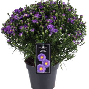Dekamarkt Tuin aster p17