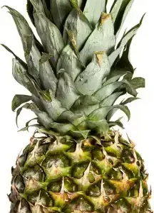 Ananas