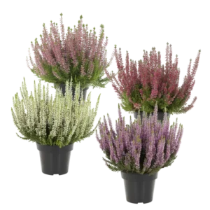 AH Calluna p11