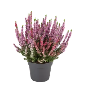 Calluna vulgaris 2 kleurig
