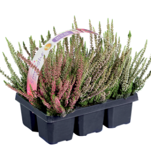 Calluna vulgaris