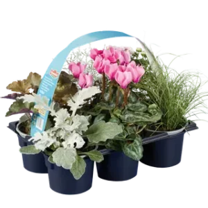 Herfstplantenmix