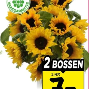 Zonnebloemen