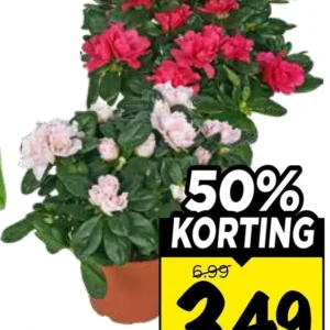 Azalea