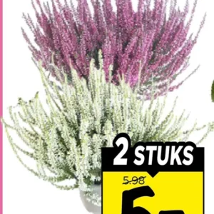 Calluna Mix