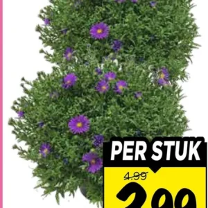 Aster