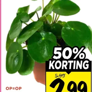 Pannenkoekenplant