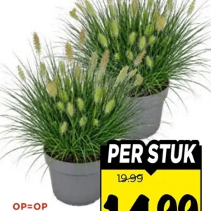 Lampenpoetsersgras