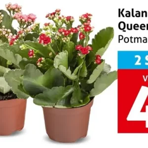 Kalanchoë of Queen kalanchoë